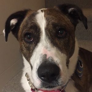 Meet your Posher, Heidi